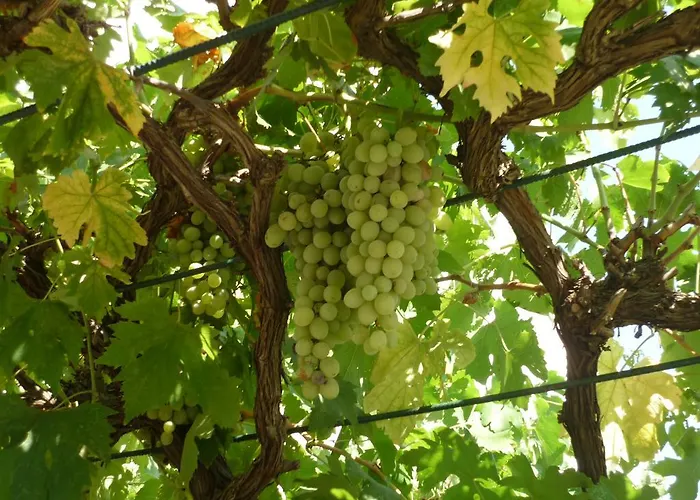 شقة Uznik's تكون