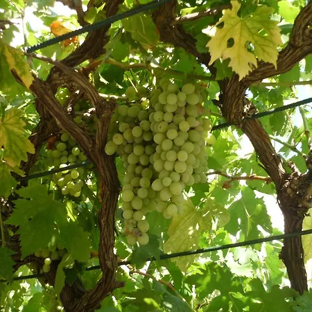 Apartman Uznik's Tkon